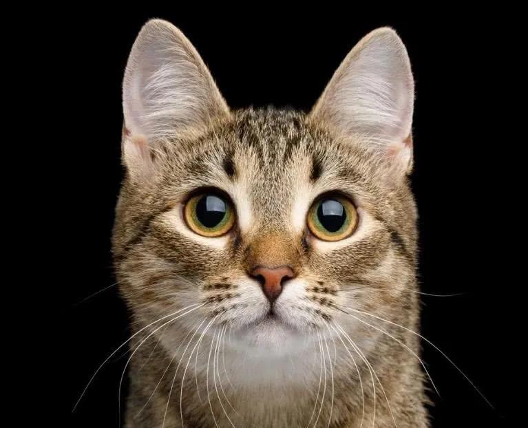 中华田园猫优点和缺点,中华田园猫有哪些品种