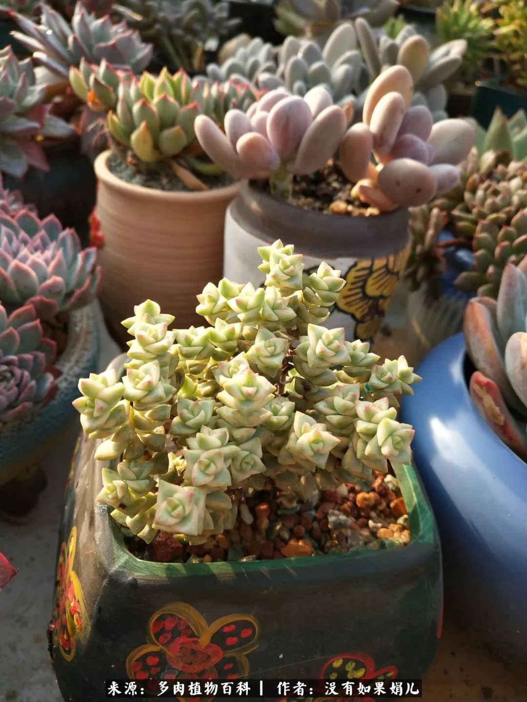 明人不说暗话，我为多肉而来！