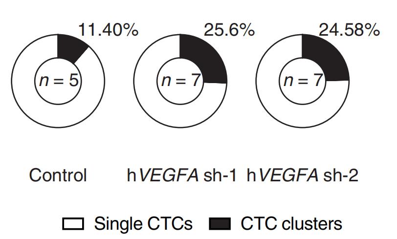 缺氧对肿瘤的影响,缺氧与癌症的关系