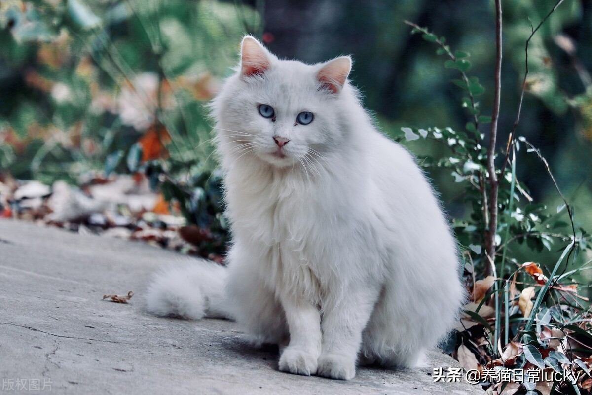 盘点那些非常好看的猫,盘点世界上最好看的猫