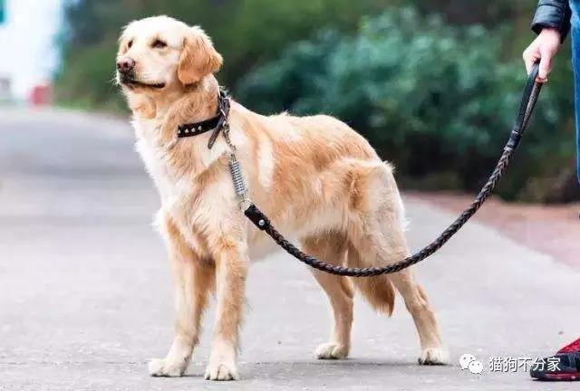 狗狗抗拒拉绳怎么办,如何训练狗狗戴牵引带
