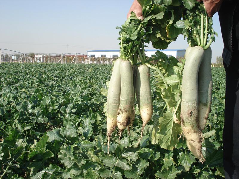 春青萝卜露地种植时间和管理方法,冬季露地青萝卜生长周期