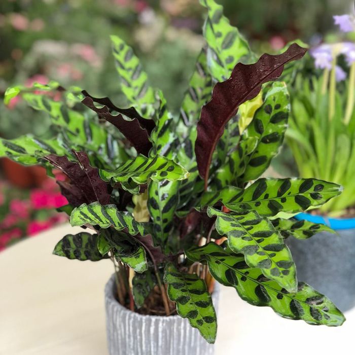 推荐又吸甲醛又好养的植物,哪些植物对猫咪无毒又能吸附甲醛