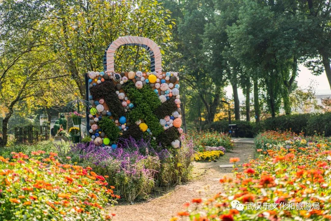 花点时间游武汉，满城都是菊花盛放的海洋