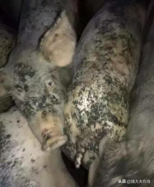 仔猪油皮什么原因造成的,仔猪油皮病的治疗方法