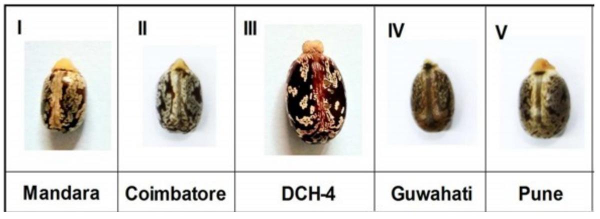 蓖麻种子怎么传播,蓖麻是怎样传播种子的