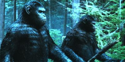 鹦鹉可以模仿任何声音吗,鹦鹉能模仿人说话英文怎么说