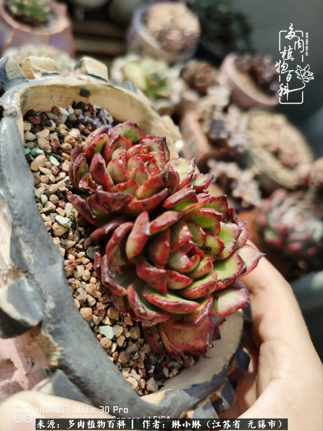 又到多肉变美时，一切都鼓励我积极向前