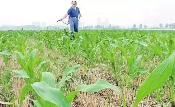 玉米苗期虫害用什么药有效,玉米苗期都有哪些常见虫害图片