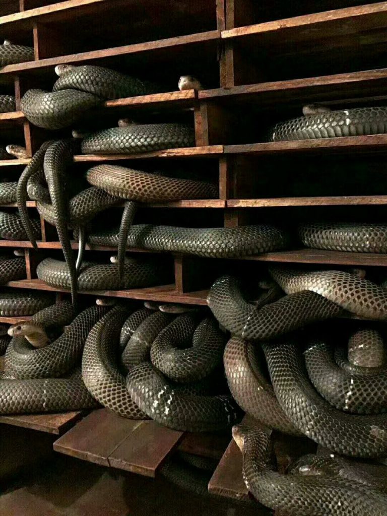 养蛇致富的真实案例,养蛇致富