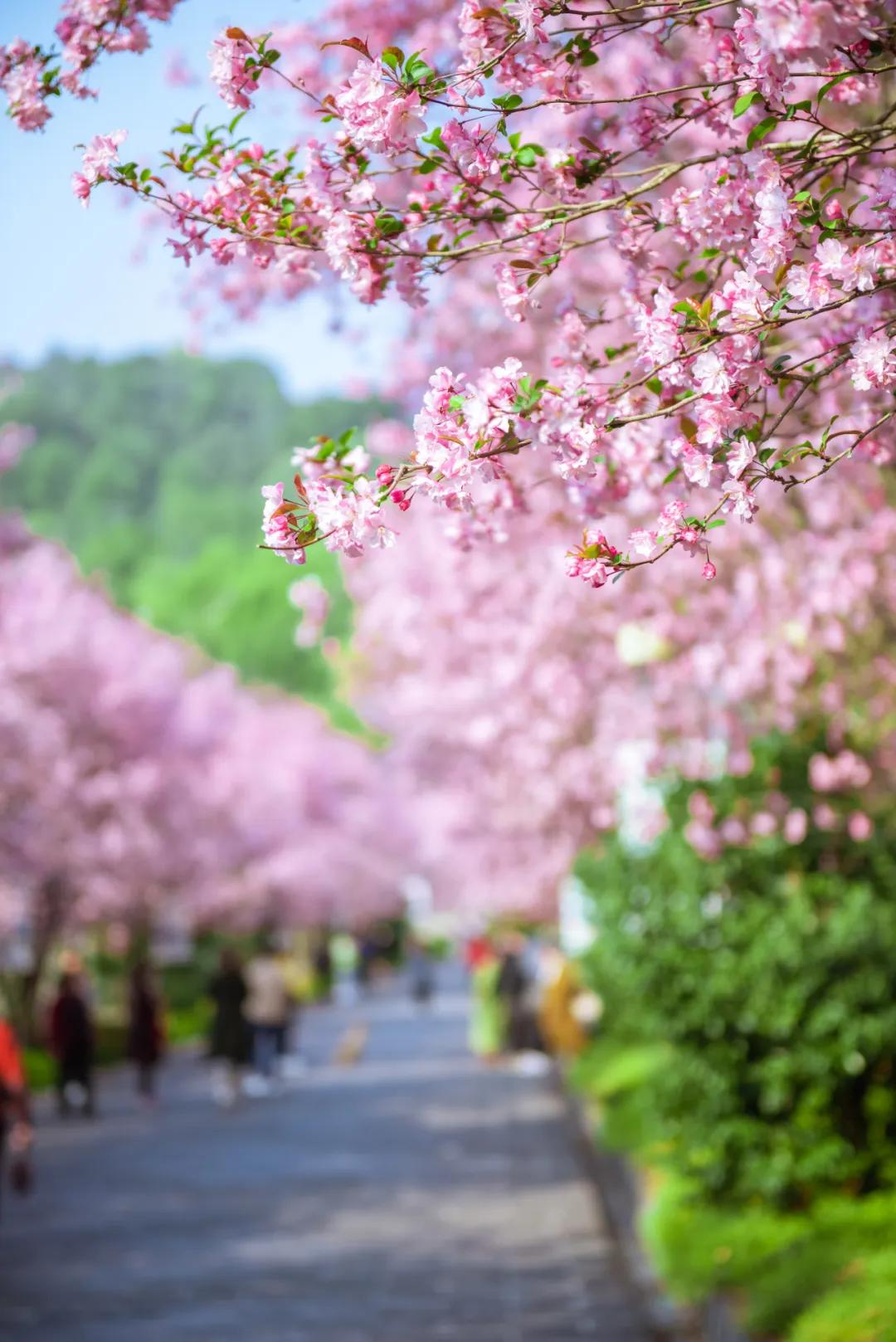 保山有魅力的地方,云南保山有多迷人