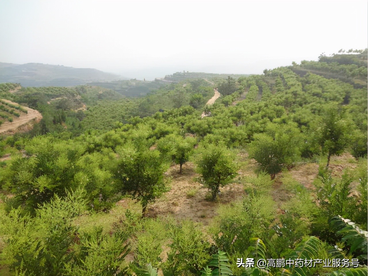 高鹏说药材：双季槐-农民增收的发财树