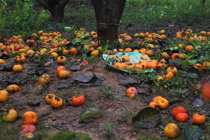 20斤果子,上百吨滞销满树果子无人问津