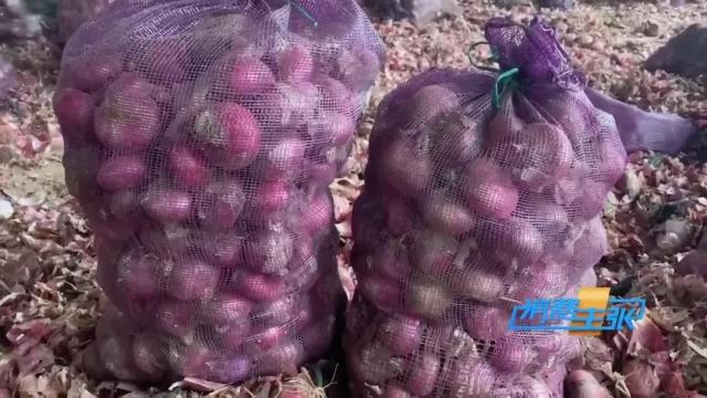 今日全国洋葱最新价格行情新闻,进口洋葱价格表