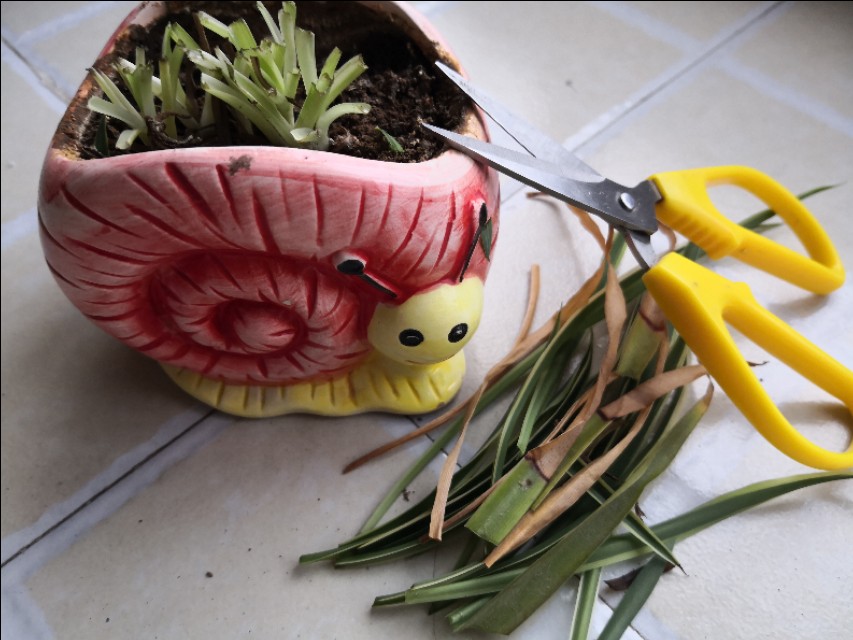 养吊兰的时候新手要注意哪些问题,吊兰养殖方法如何给吊兰换盆