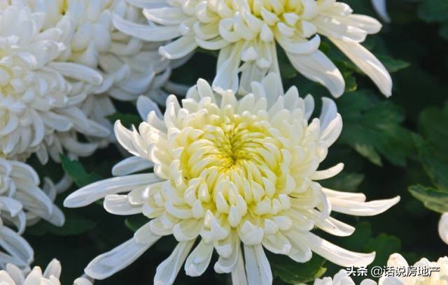 养好花六大关键十年养花经验总结,各种花卉养花技巧知识大全合集