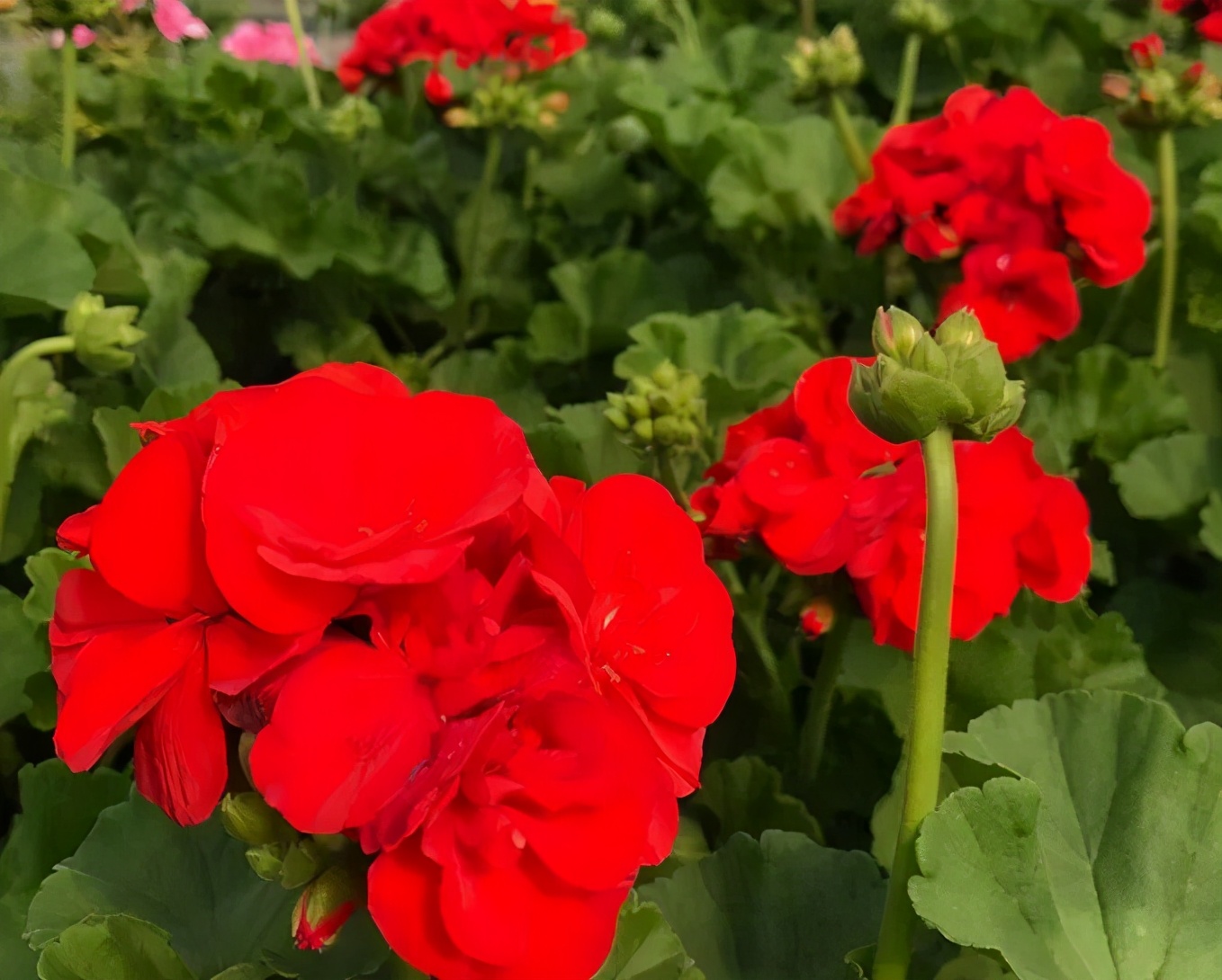 这种花别乱浇水水越多越不开花,这种花不怕冷好养易活