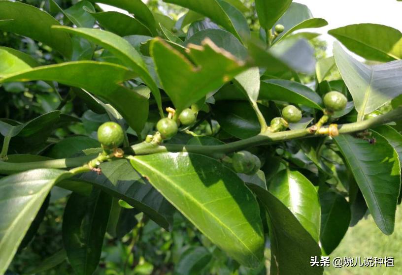 钙肥使用多了会有什么后果,钙镁硼铁锌肥效果