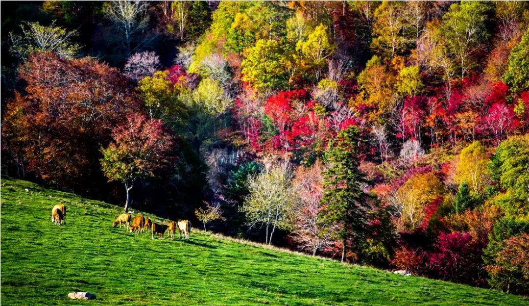 旅游景点畅玩团购,景点游玩优惠团购