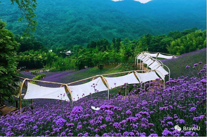 【慢游新天府，感受新成都】端午节特辑（二）|世界冠军蒋文文、蒋婷婷带你去逛川西林盘和特色小镇打卡地