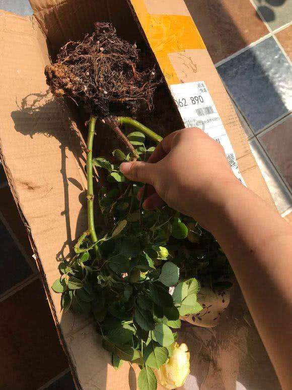 怎么在网上购买好花草,为什么从市场上买花草不易成活