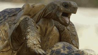 豆瓣9.8分悬疑大片,窥探电视剧豆瓣评分