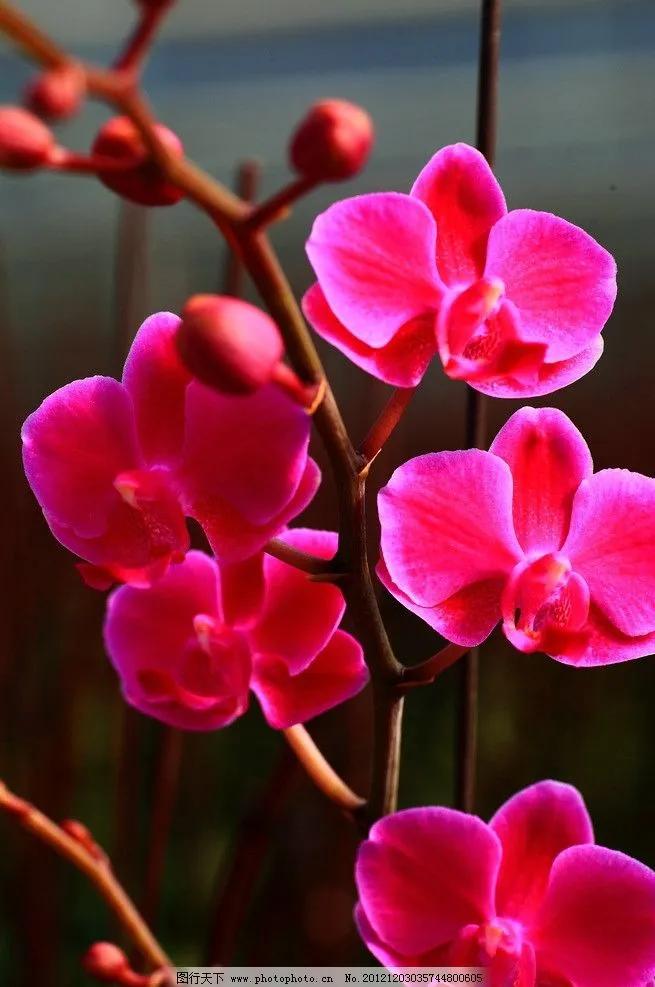 蝴蝶兰散文完整版,写蝴蝶兰的散文