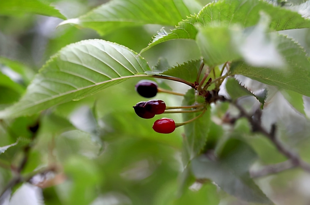 原产于中国的物种,树皮里面有银丝叫什么药材