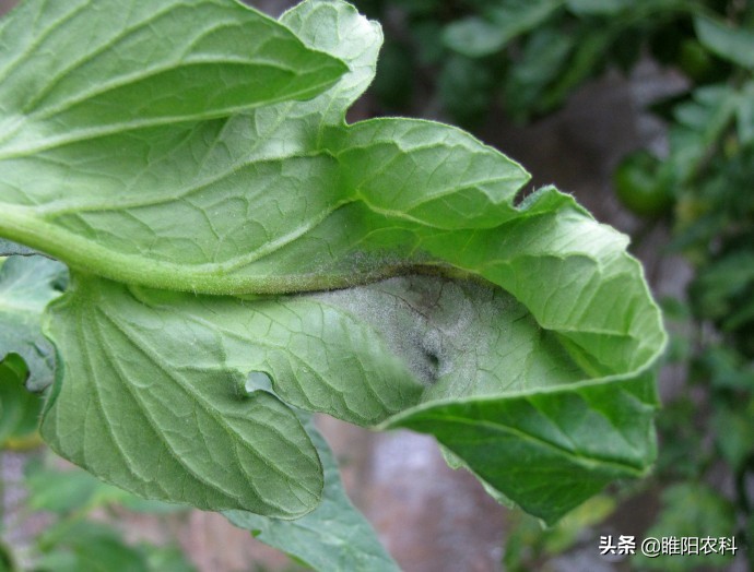 灰霉病很顽固,难根除,教你几个最有效的防治方法