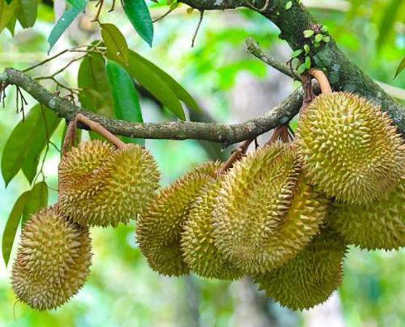 榴莲采摘过程真的很危险吗,榴莲虽贵但吃不惯