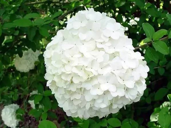 最全的植物辨识方法，辨认植物就靠它