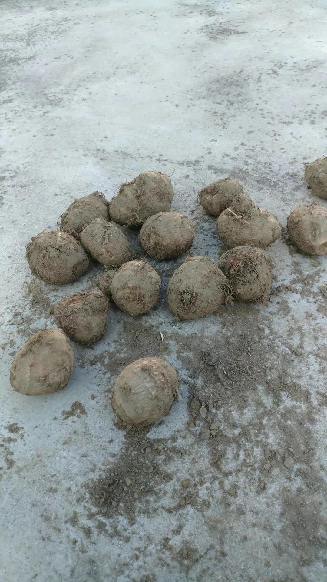 一家三口在大理租房,一家三口的田园生活