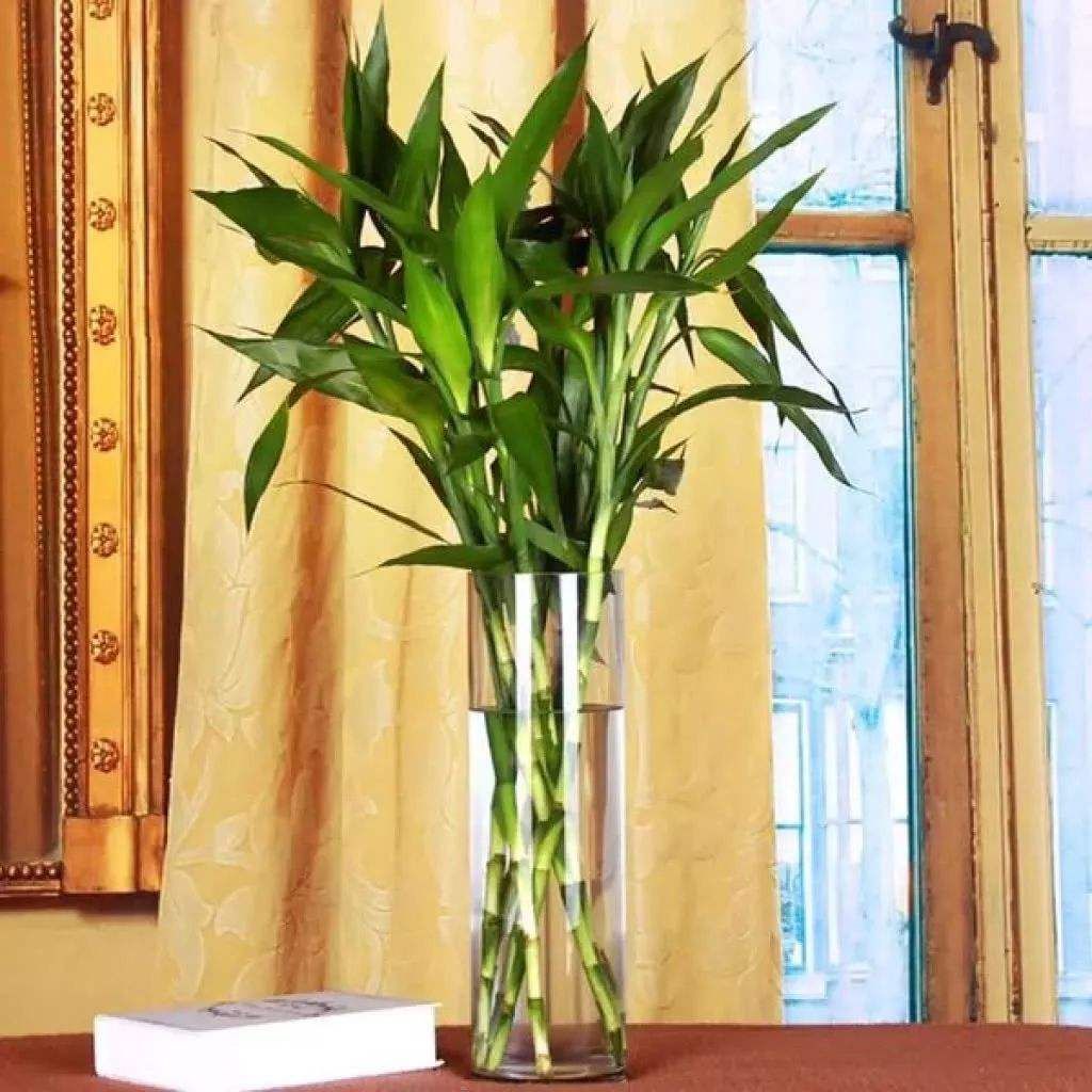 富贵竹叶片发黄、根部发臭,这样做,保准让其一片生机
