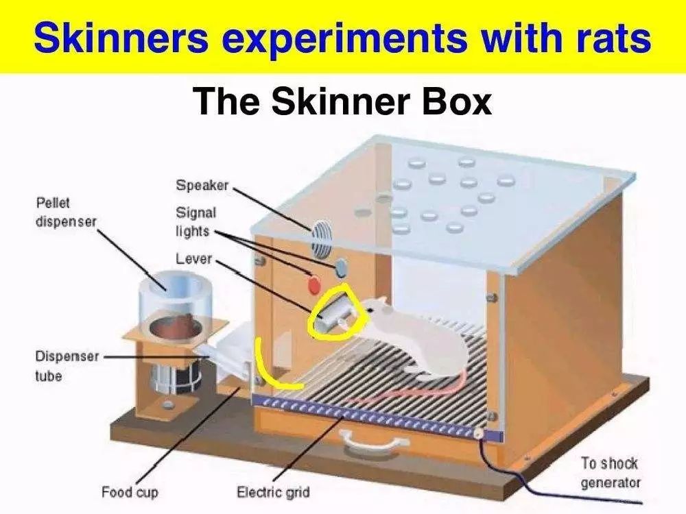 坤鹏论是什么,坤鹏论心理