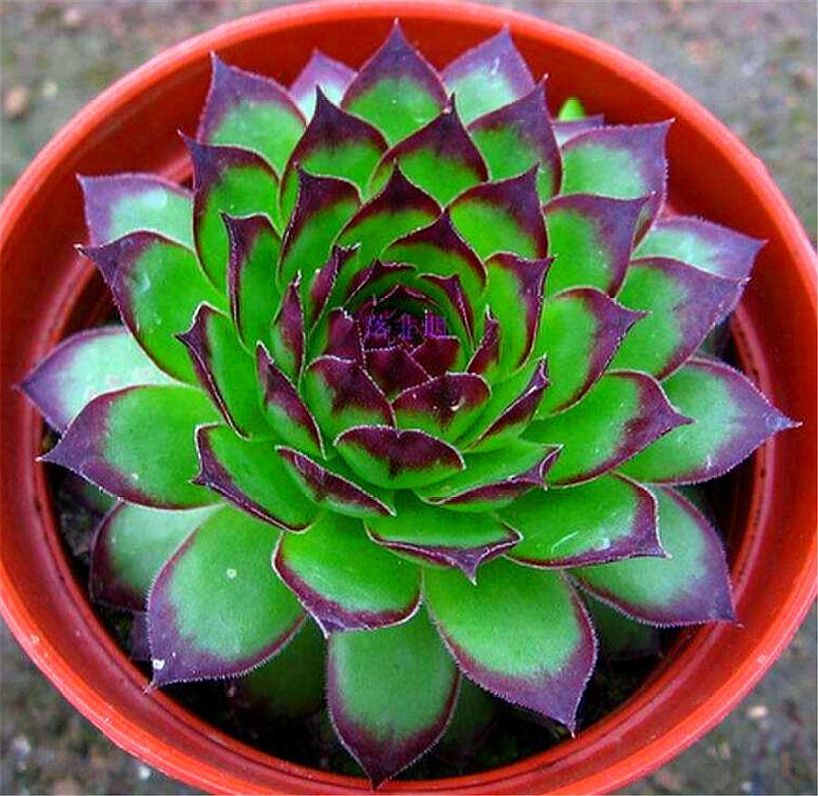 观音莲怎么养叶子才不徒长,观音莲徒长怎么补救