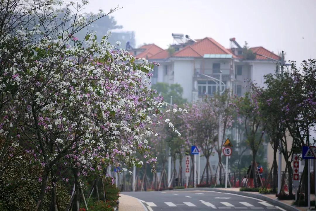 深圳花海公园地址在哪里,深圳中心河公园花海