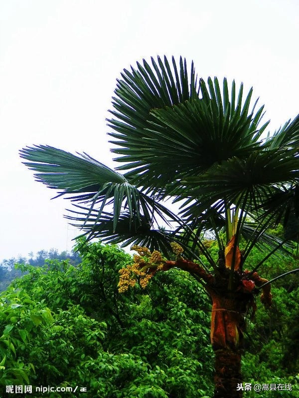 农村比较常见的中草药,农村不可碰的十种草药