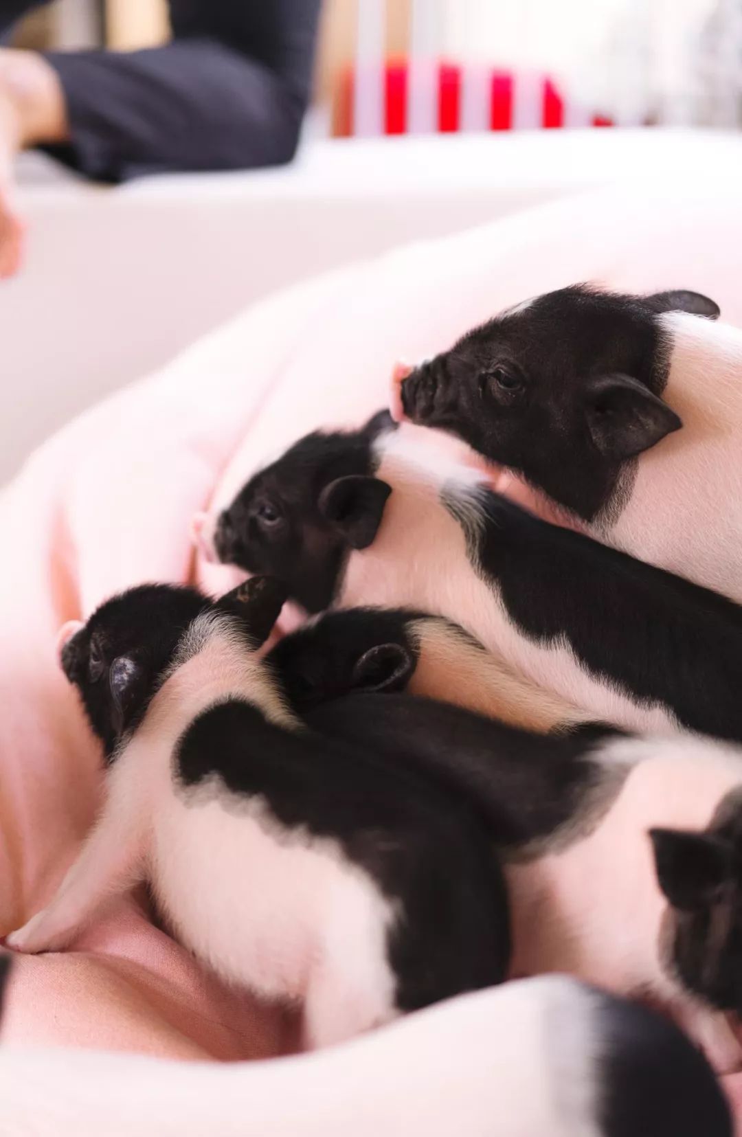 2019宠物排名,2022宠物排行榜