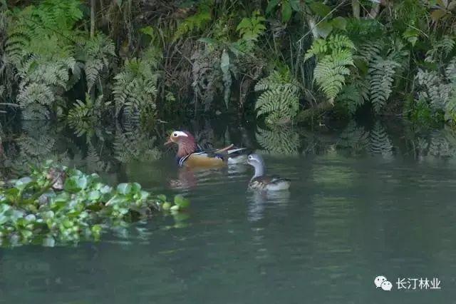 清新优雅空气新鲜是休闲的好地方,龙岩静心的地方