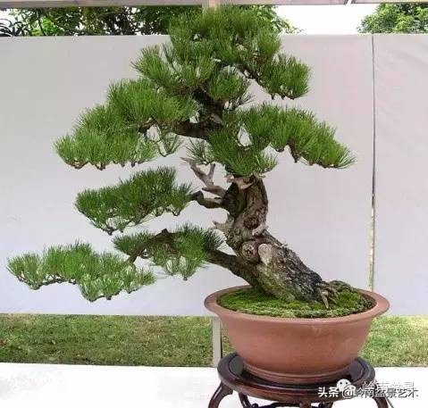 盆景造型图解黑松盆景,盆景黑松怎么养护