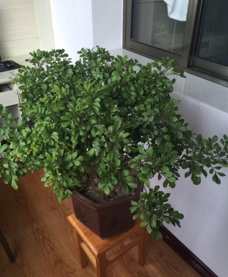 室内养米兰浇水的正确方法,室内养米兰的注意事项