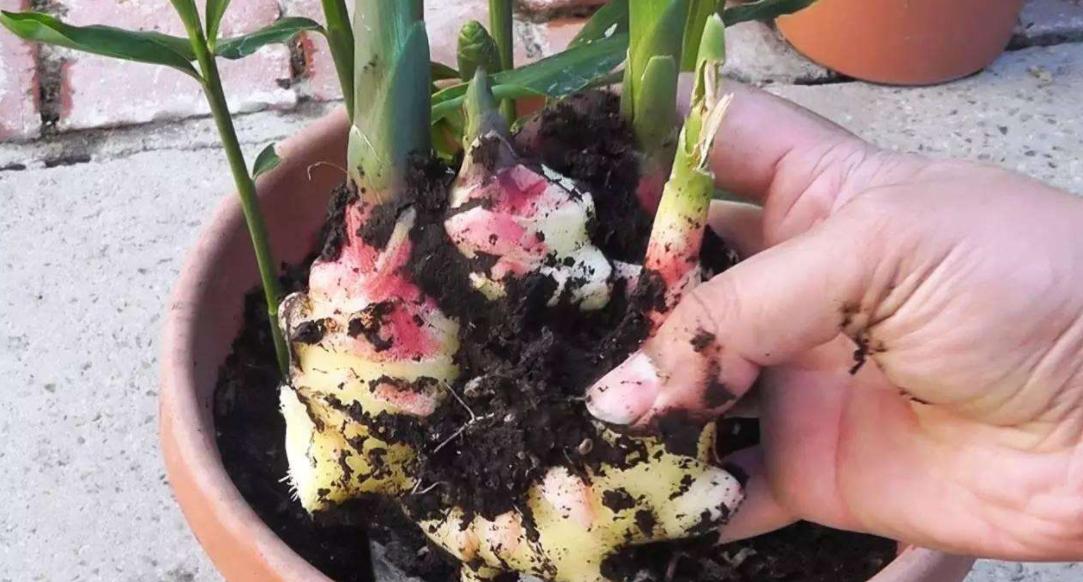 生姜种在阳台风水,庭院种生姜风水