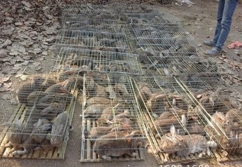 农村创业项目，有十亩地想散养野兔，可以试试看