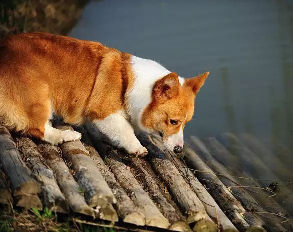 45只名犬排行,45种名犬您都认识吗