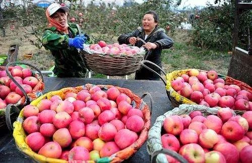 现在有果农卖果难吗,栖霞果农逆向思维