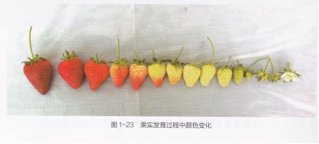 高产的高架草莓无土栽培技术,有机草莓的大棚种植与管理技术