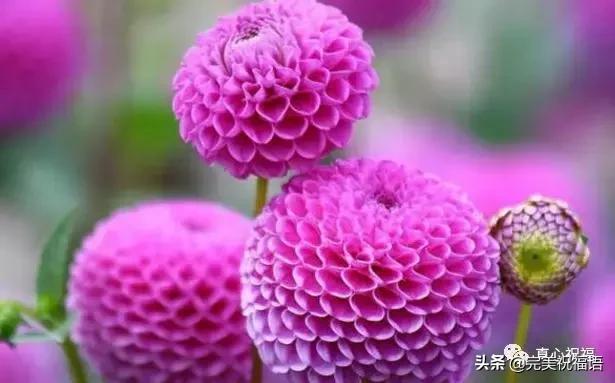 《老有老的骄傲》,送给群里的朋友