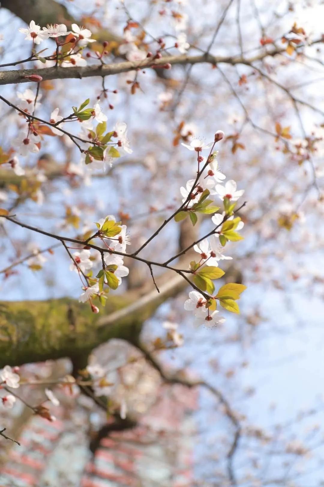 央视报道青白江,青白江央视新闻