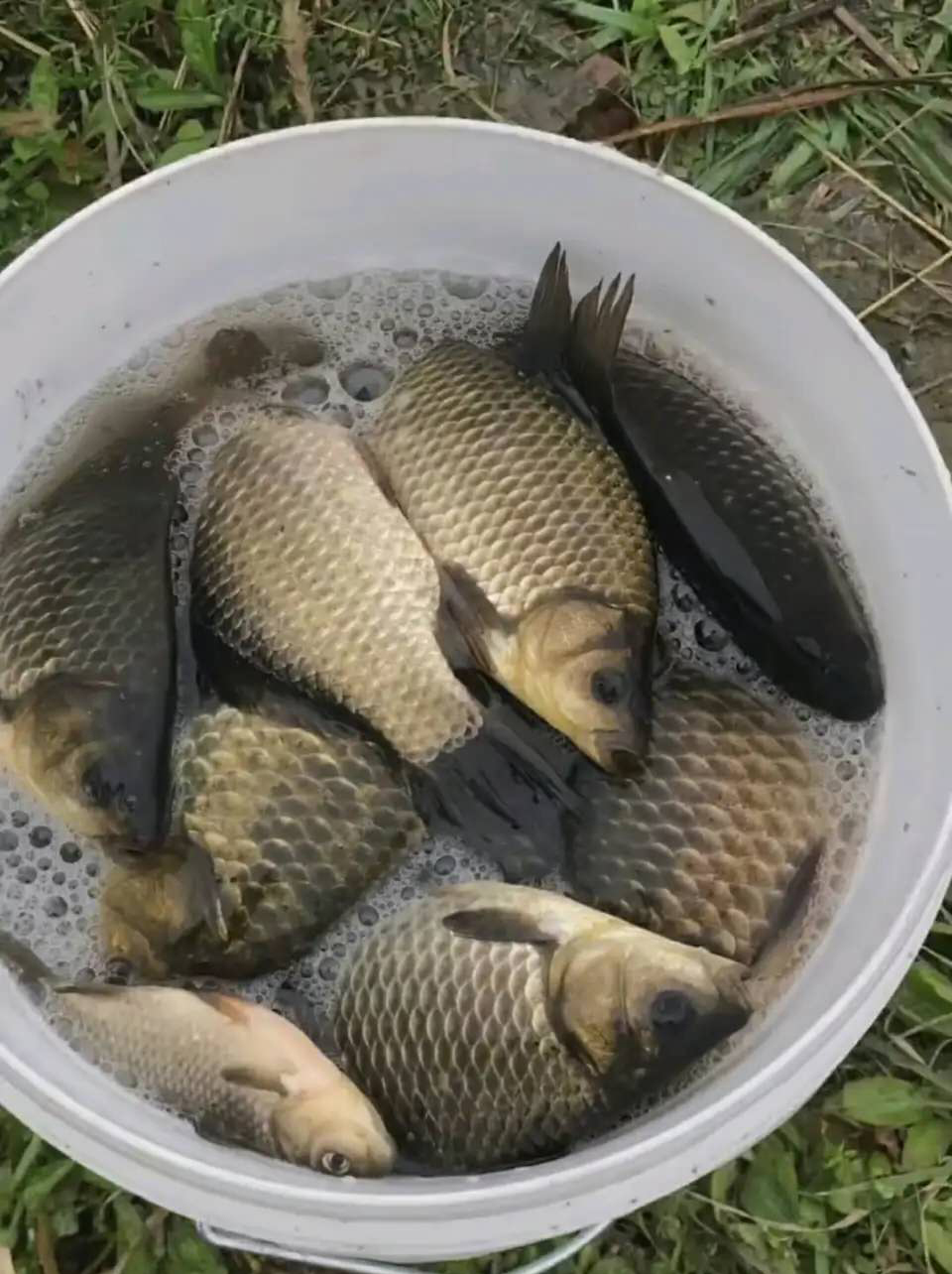 涨水钓鱼钓深还是钓浅,下雨涨水后钓鱼钓深还是浅