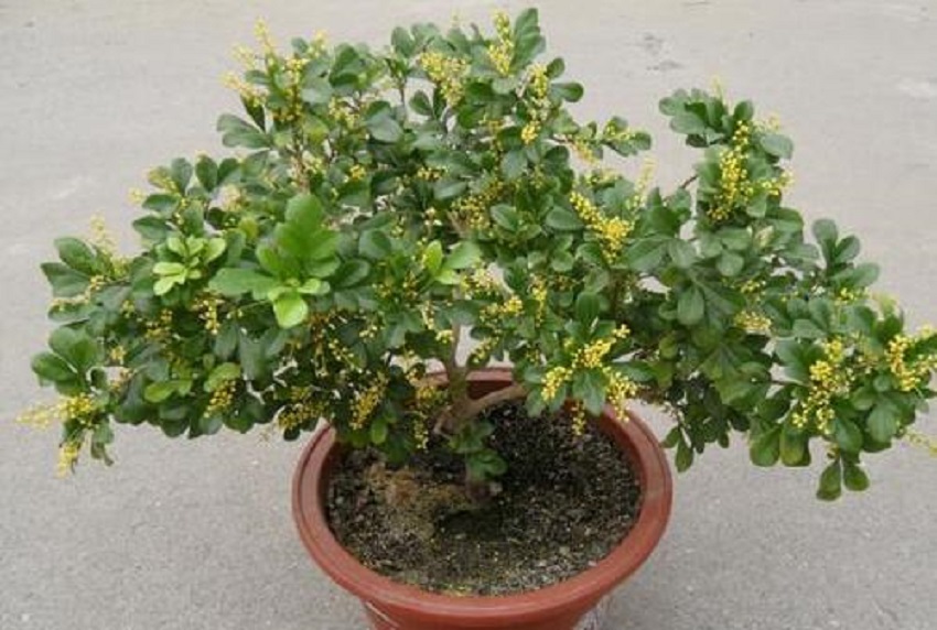 米兰在夏天如何养护,米兰花香味浓郁养护要点